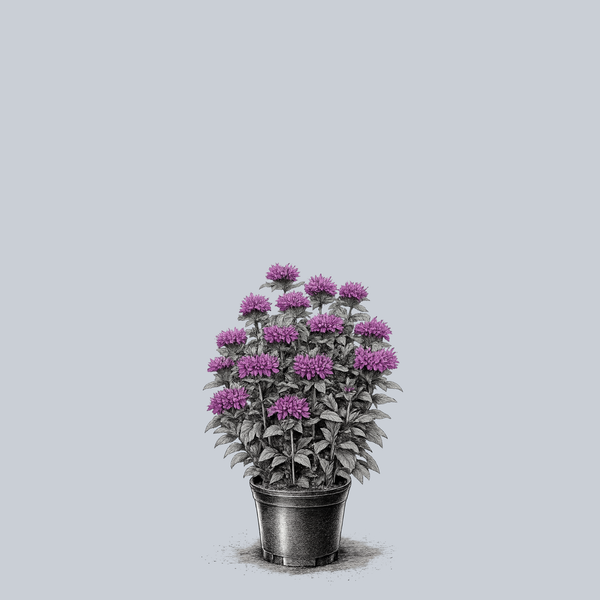 Pardon My Purple Bee Balm