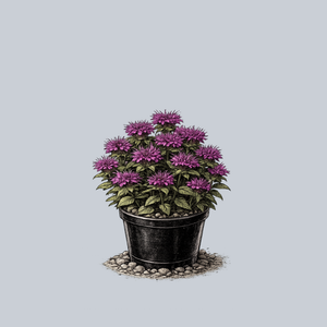 Pardon My Purple Bee Balm
