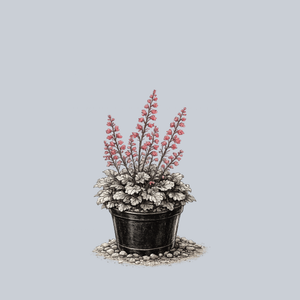 Paris Coral Bells