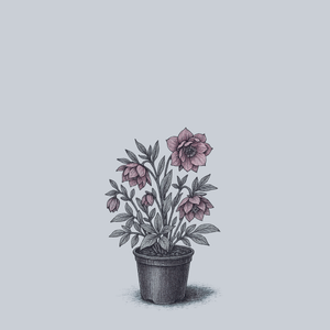 Paris in Pink Lenten Rose