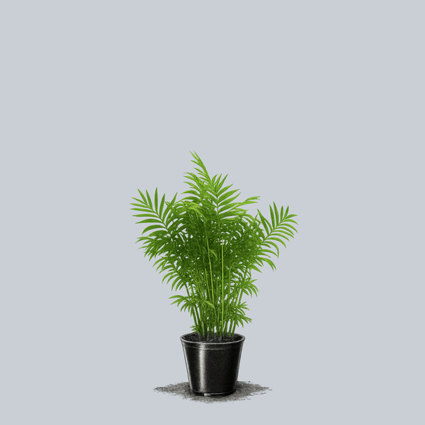 Parlor Palm