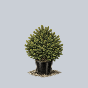 Parson's Norway Spruce