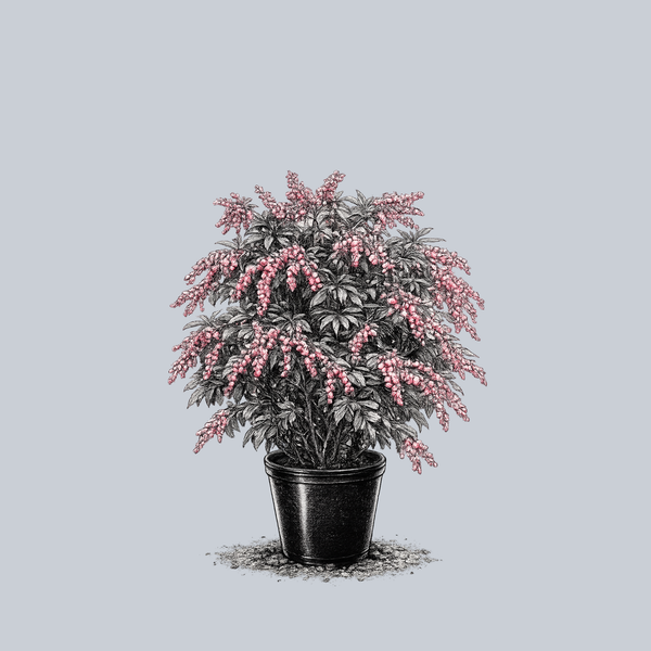 Passion Party Passion Pieris