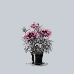 Patty's Plum Oriental Poppy