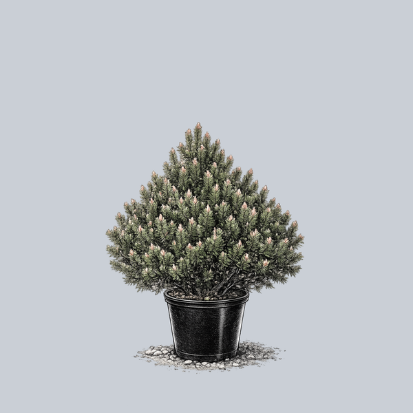 Paul's Dwarf Mugo Pine