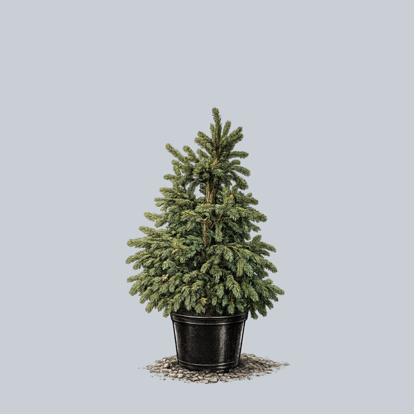 Paul's Select Norway Spruce