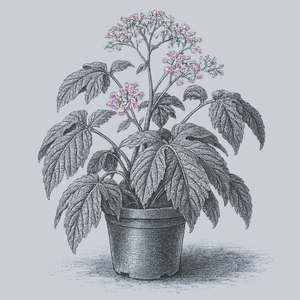 Paul Hernandez Begonia