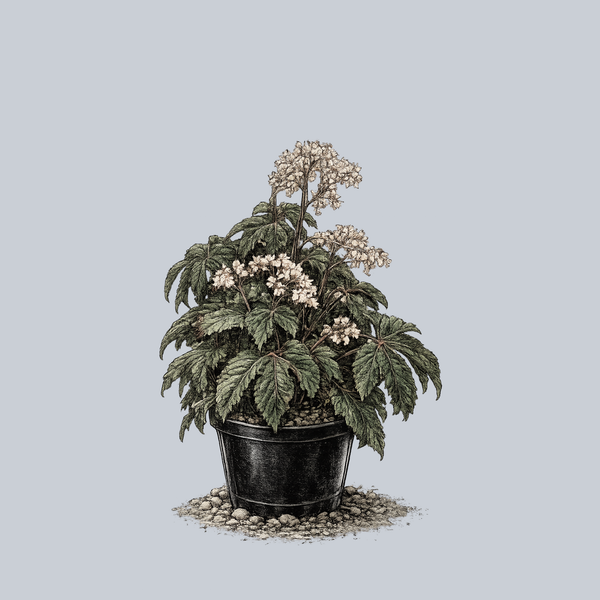 Paul Hernandez Begonia