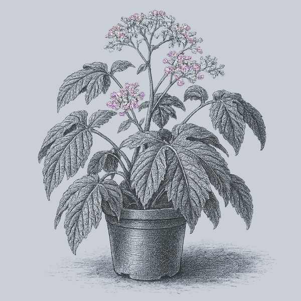 Paul Hernandez Begonia