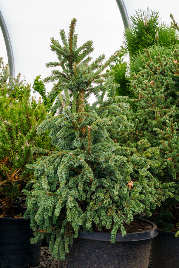 Paul's Select Norway Spruce - Spruce - Conifers