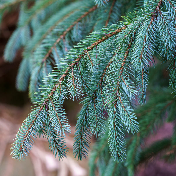 Paul's Select Norway Spruce - Spruce - Conifers