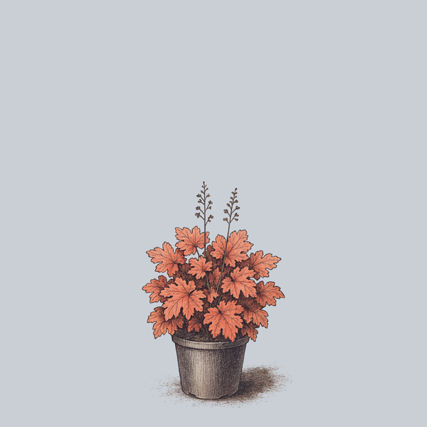 Peachberry Ice Coral Bells