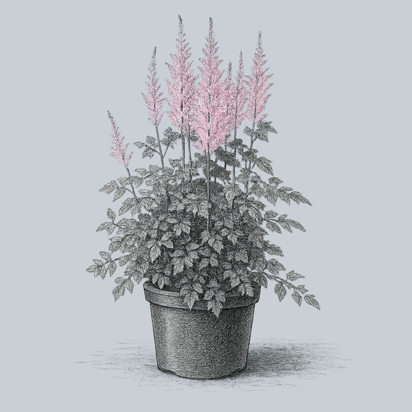 astilbe plant in pot Peach Blossom Japanese Astilbe – Plant Detectives