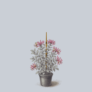 Peaches and Cream Honeysuckle