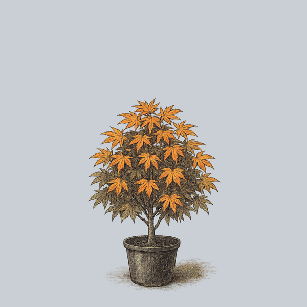 Peaches and Cream Japanese Maple