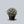 Load image into Gallery viewer, Peachie's Pick Stokes Aster
