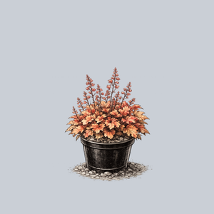 Peach Flambe Coral Bells