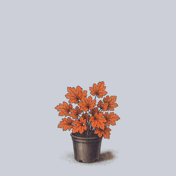 Peach Flambe Coral Bells