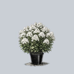 Peacock White Tall Garden Phlox
