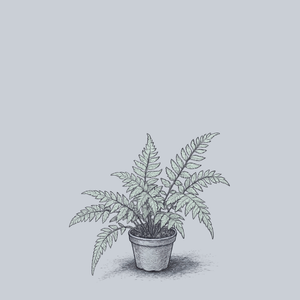 Pearly White Painted Fern