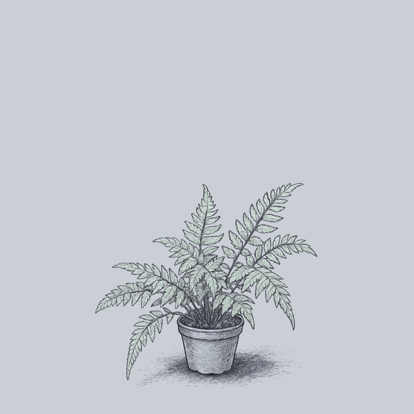 Pearly White Painted Fern