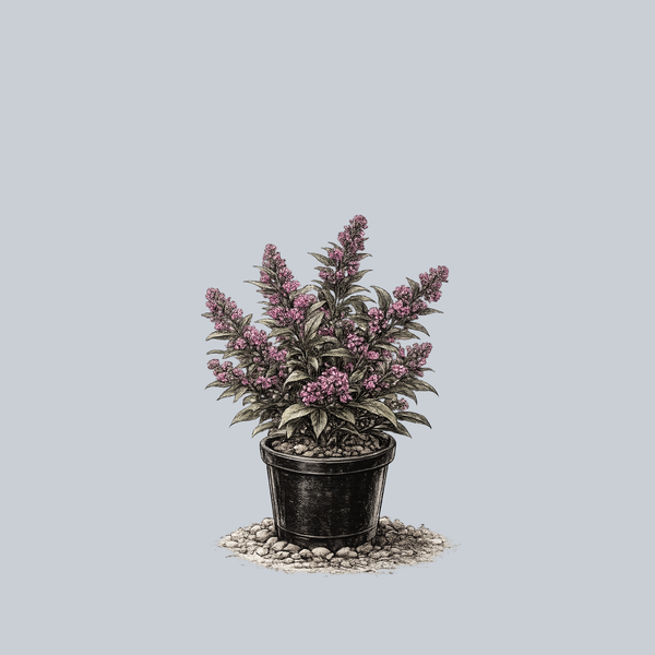 Pearl Glam Beautyberry