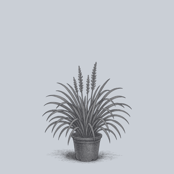 Pee Dee Ingot Lilyturf