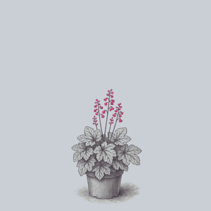 Peppermint Spice Coral Bells