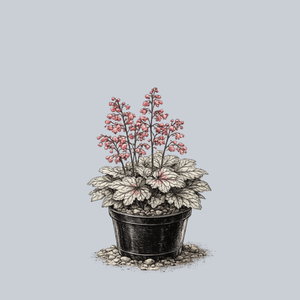Peppermint Spice Coral Bells
