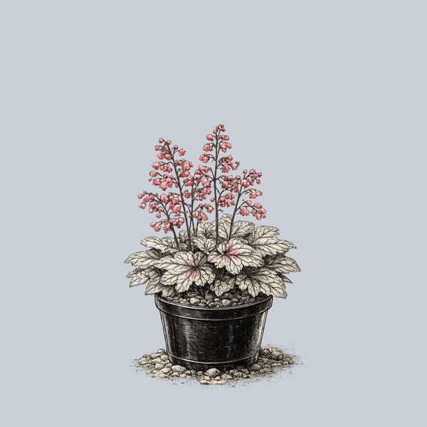 Peppermint Spice Coral Bells