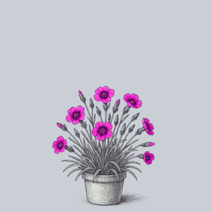 Peppermint Star Dianthus