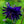Load image into Gallery viewer, Blue Barlow Columbine - Other Perennials - Perennials
