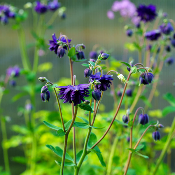 Blue Barlow Columbine - Other Perennials - Perennials