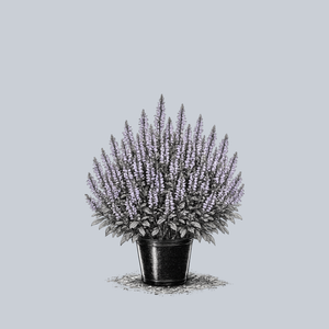 Perfect Profusion Meadow Sage