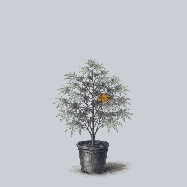 Peridot Flame Japanese Maple