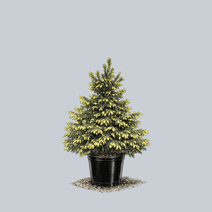 Perry's Gold Norway Spruce