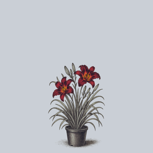 Persian Ruby Daylily