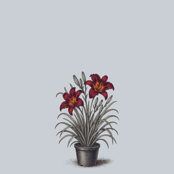 Persian Ruby Daylily