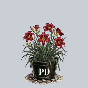 Persian Ruby Daylily