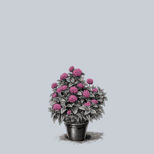 Petite Delight Bee Balm