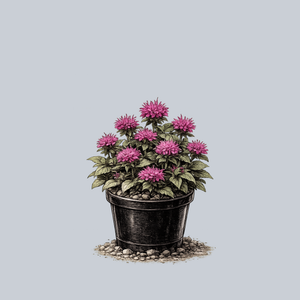 Petite Delight Bee Balm