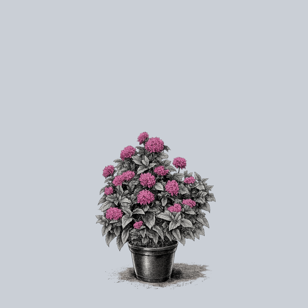 Petite Delight Bee Balm