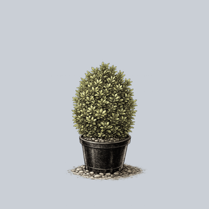 Petite Pillar Dwarf Boxwood