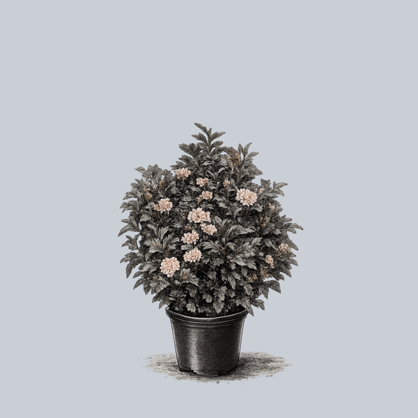 Petite Plum Ninebark