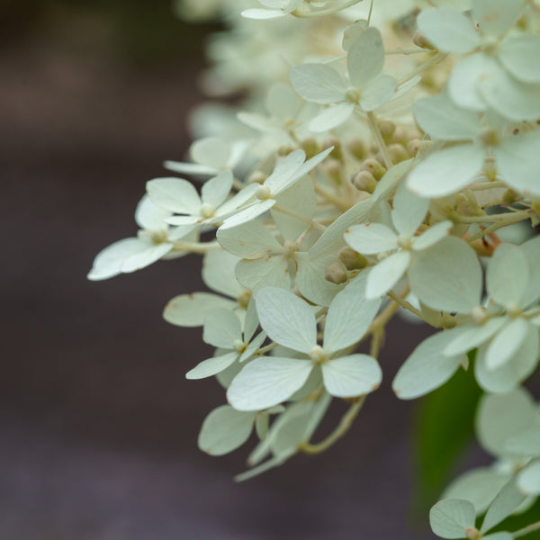 Phantom Hydrangea - Hydrangea - Shrubs