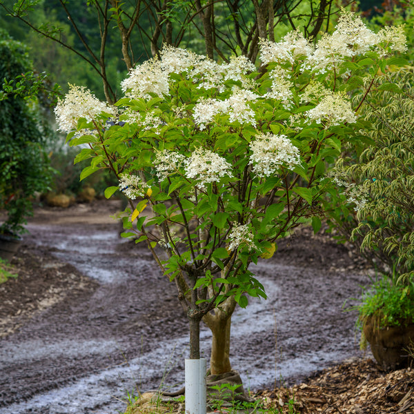 Phantom Hydrangea - Hydrangea - Shrubs