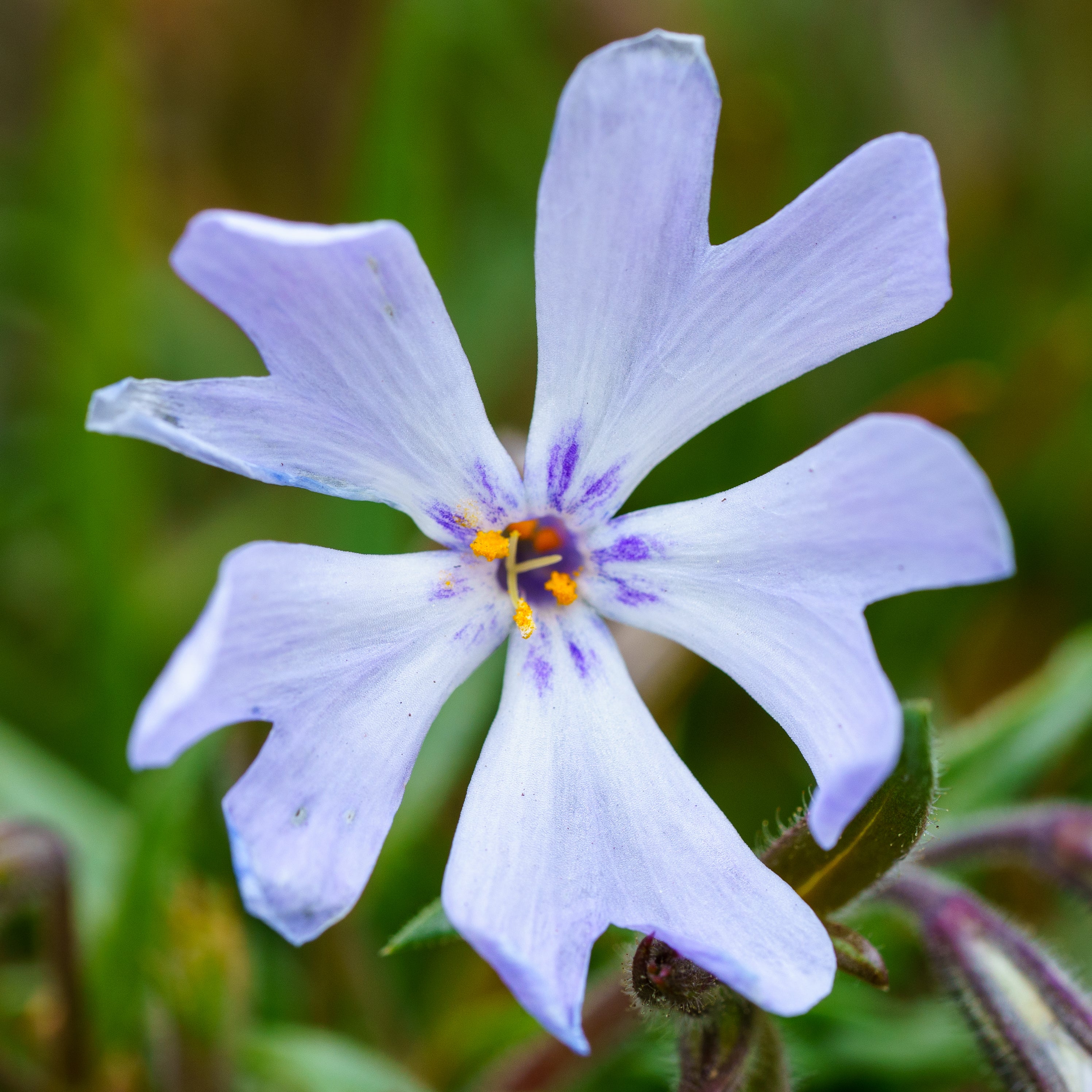 Bedazzled Lavender Creeping Phlox – Plant Detectives