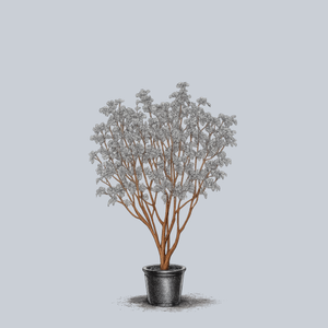 Phoenix Snakebark Maple