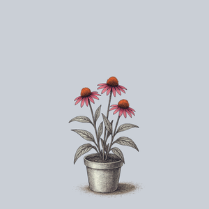 Pica Bella Coneflower