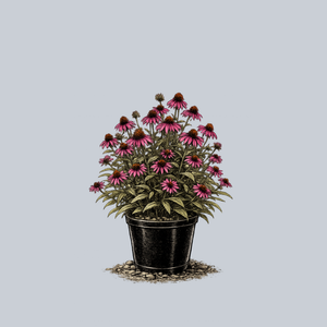Pica Bella Coneflower